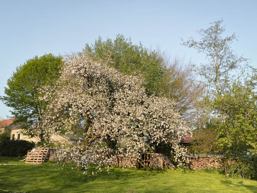 l'arbre dans le jardin