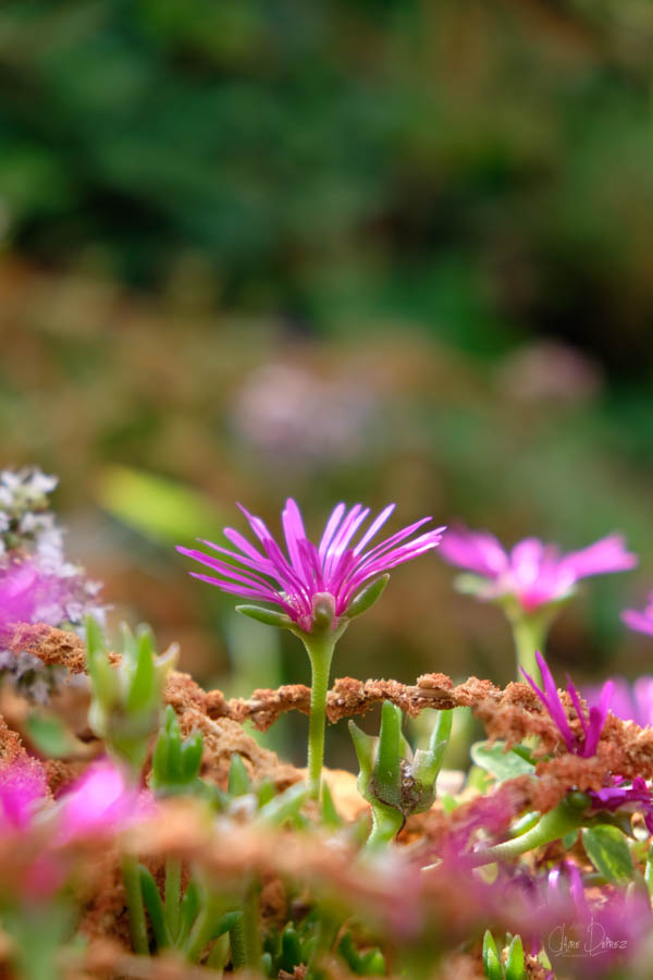 Cévennes Fleur