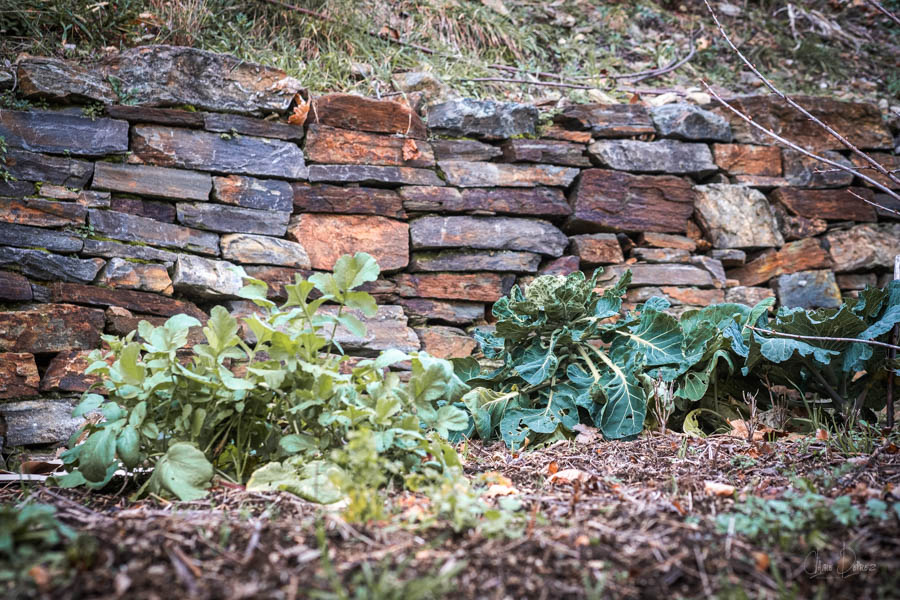 Iso-potager-cevennes-lozere