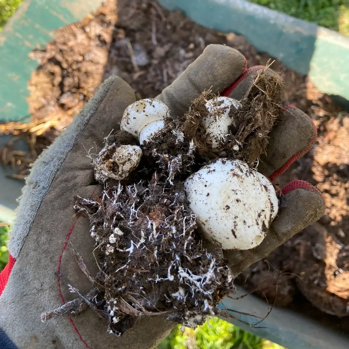 iso-potager-faire un compost en 18 jours-champignons-7710